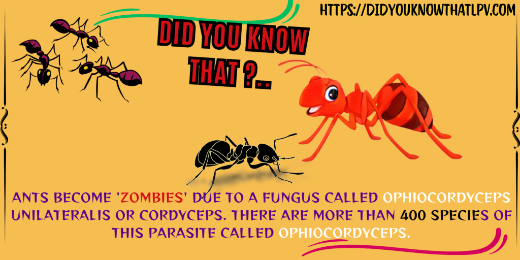 Ants become 'zombies' due to a fungus called Ophiocordyceps unilateralis or Cordyceps. There are more than 400 species of this parasite called Ophiocordyceps.